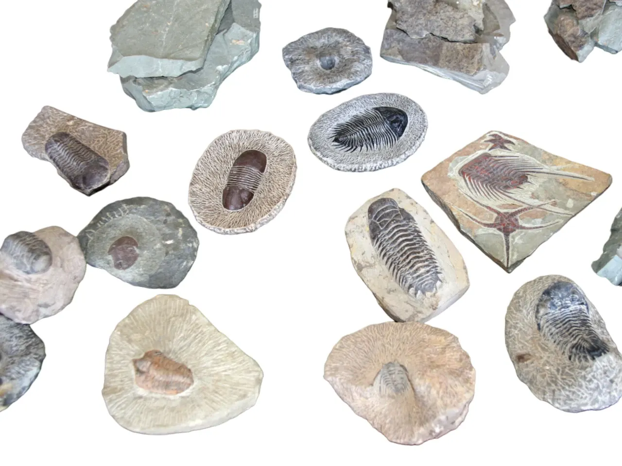 Decoration Fossils