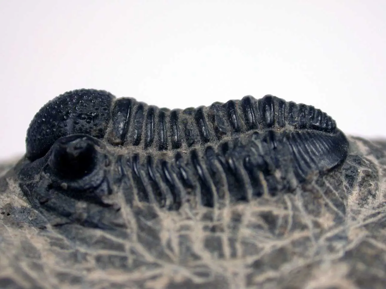 Trilobites - Morocco fossils