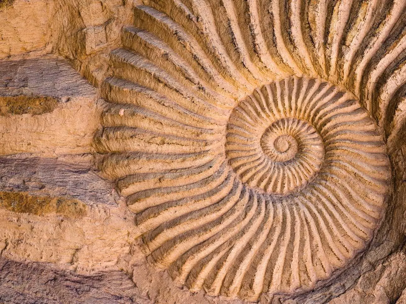 Ammonite Fossil