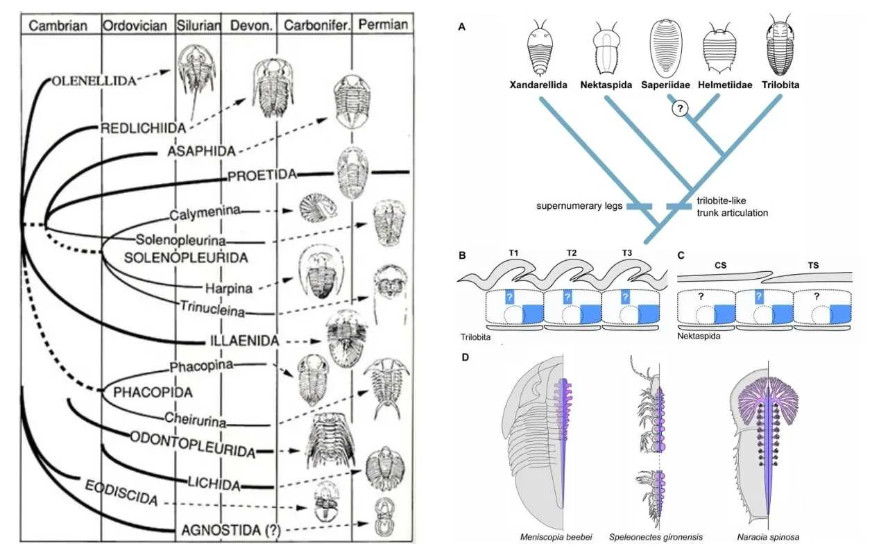 Evolution, Extinction, and Importance of Trilobite