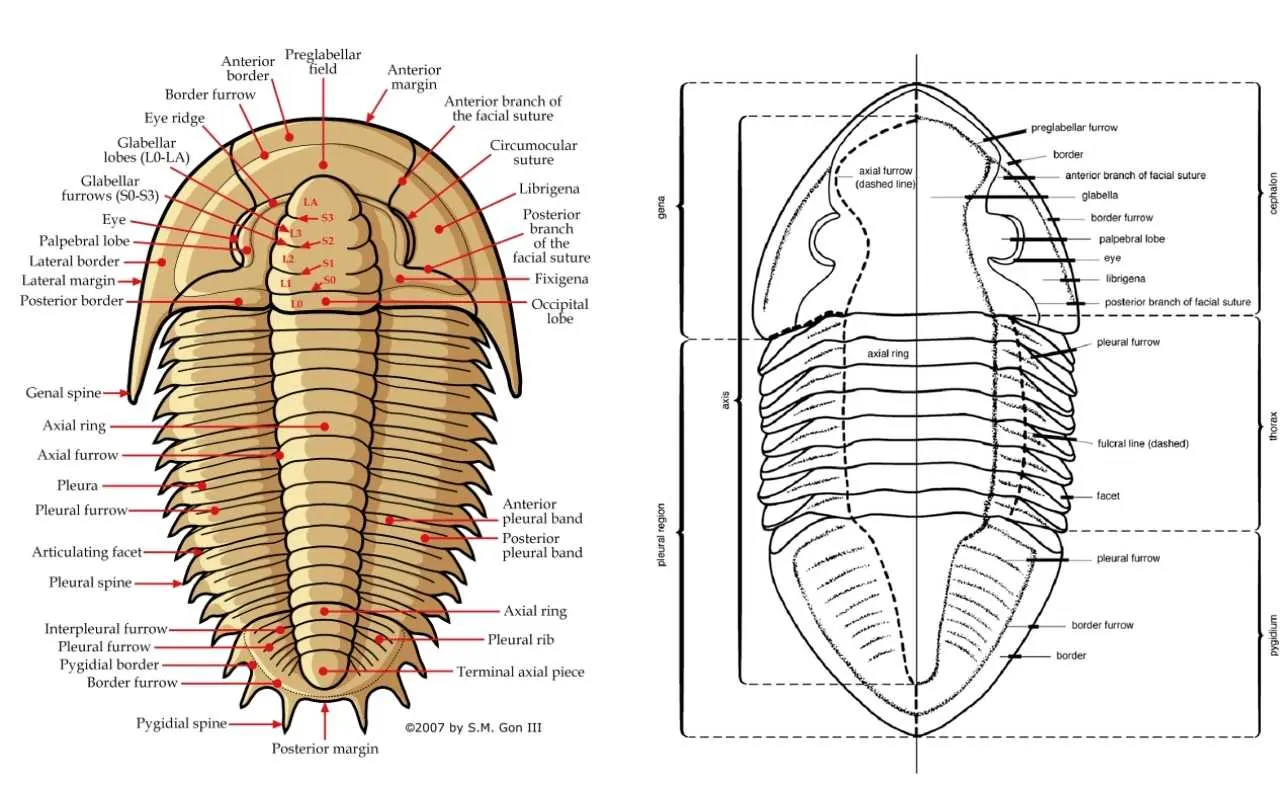 Morphology and Anatomy of Trilobite