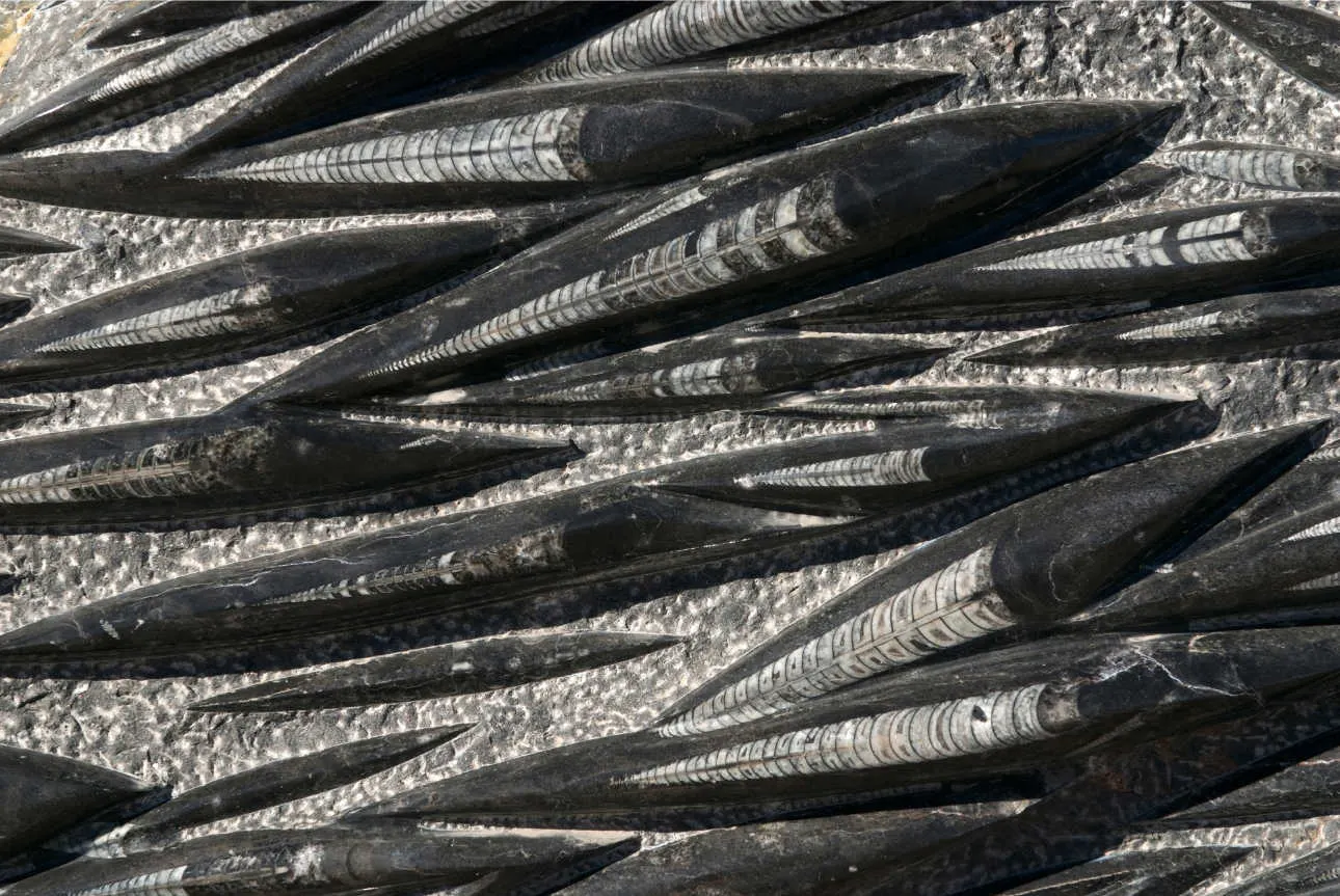 Orthoceras