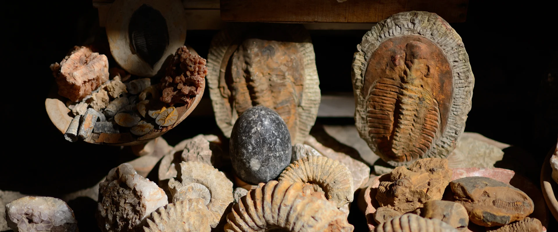 Morocco Fossils Treasures of Moroccan Fossils at Your Fingertips