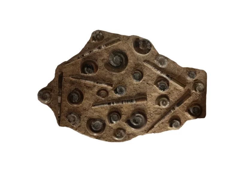 Sculpture Fossils - morocco fossils