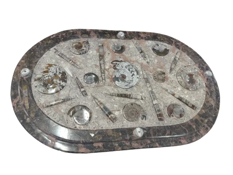 Marble Table with fossils with Orthoceras and Ammonite.