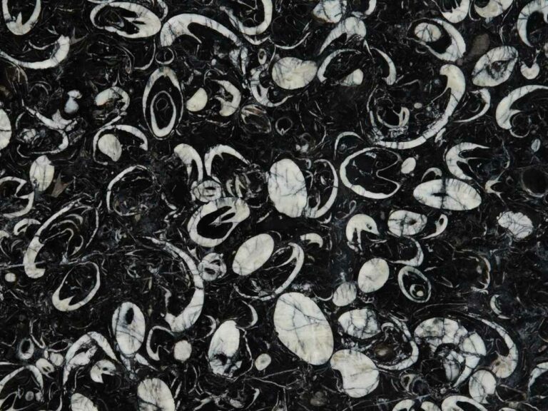 Black and white Marble Fossils