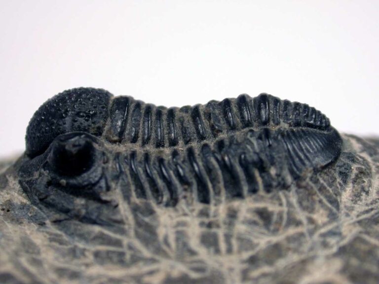 Trilobites - Morocco fossils